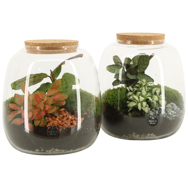 Compo Terrarium