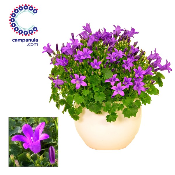 Campanula in ceramic pot