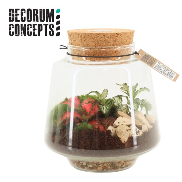 modern shaped terrarium small
