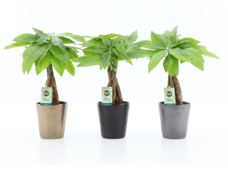 Pachira aquatica braided stem + Ceramic Infinity