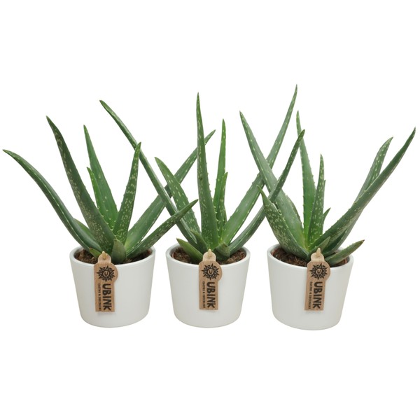Aloe Vera in ceramic white