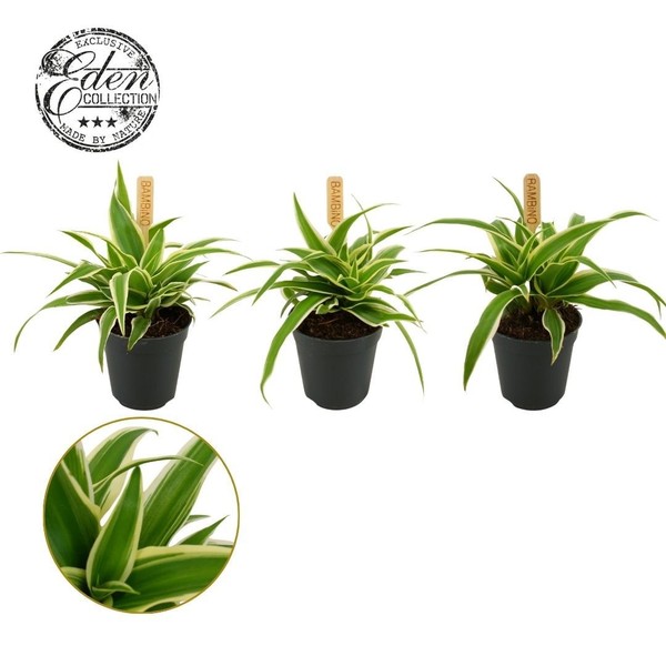 Chlorophytum Ocean bambino