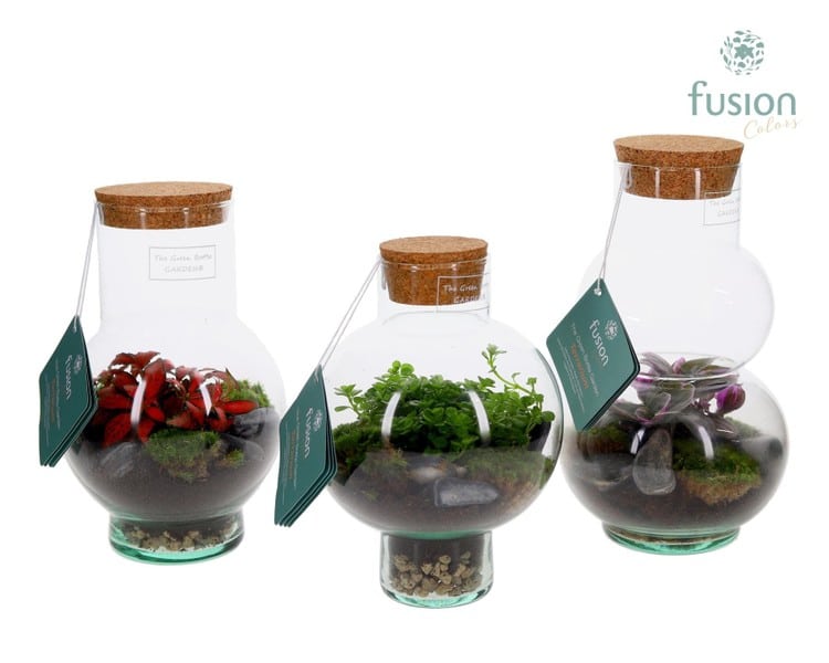 Compo Terrarium