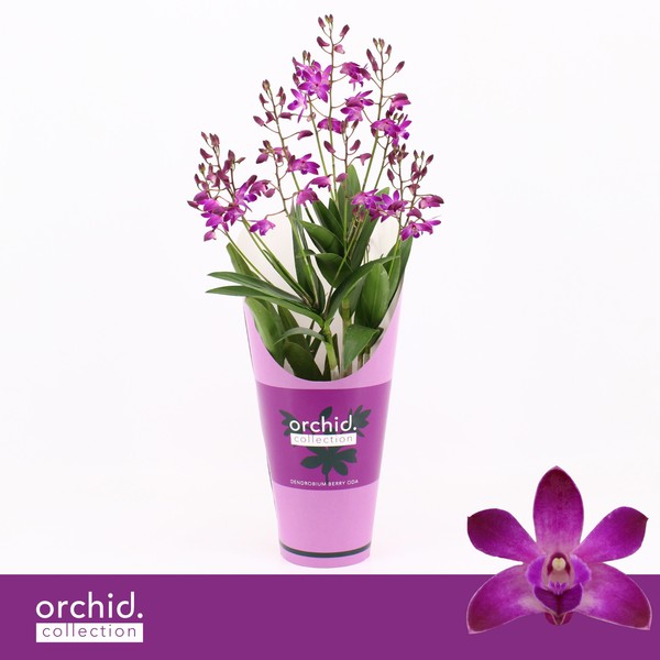 Dendrobium Berry Oda 9+t Exclusiva Orchidea cover