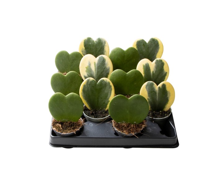 Hoya Kerrii MIX